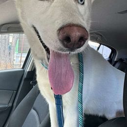 Polar bear - White male Siberian Husky puppy in York, Maine from Maine Coast Huskies