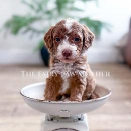 Bobby - Red  male Goldendoodle puppy in Woodland Hills, Utah from The Fairy Paw Mother