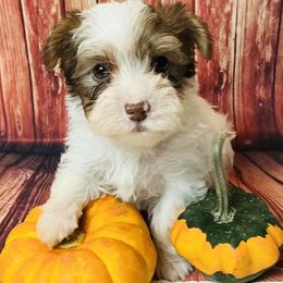Noki - Parti male Yorkshire Terrier puppy in Mankato, Minnesota from Niko Terriers