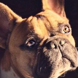 French Bulldogs from Anam Cara French Bulldogs