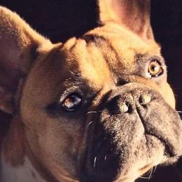 French Bulldogs from Anam Cara French Bulldogs