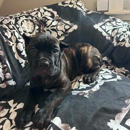 Cane Corso Puppies from Mass Cane Corso