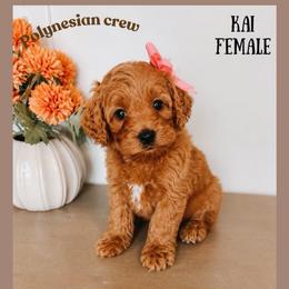 Kai - Red  female Goldendoodle puppy in Hilton, New York from The House of Goldendoodle