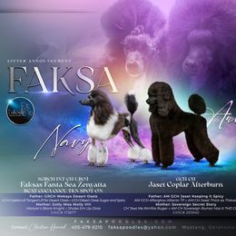 Poodle puppies from Faksa Standard Poodles