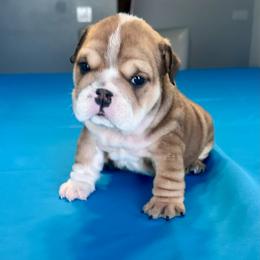 Velvet - Red and white female Bulldog puppy in Lutz, Florida from Romanov’s  Bulldogs