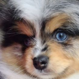 Pomeranians from Poms On The Lake