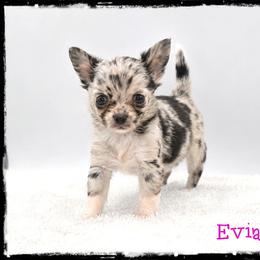 Evian - Merle female Chihuahua puppy in Demorest, Georgia from Sourpatch Chihuahuas