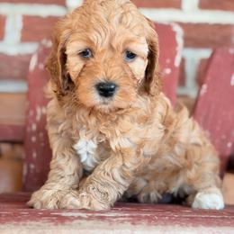 Chestnut (Chet) - Male 2 - Buff male Cockapoo puppy in Mountain View, Missouri from Gastineau Doodles