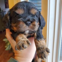 Border Collie and Cavalier King Charles Spaniel Puppies from Magnolia Acres