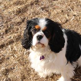 Cavalier King Charles Spaniel All Grown Up from Pemberly Cavaliers