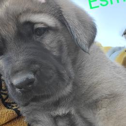 Esme - Wolfgray female Spanish Mastiff puppy in Prosperity, Pennsylvania from Prosperity Guardians