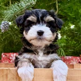 Baby - Black and tan brindle female Havanese puppy in Hamilton, Michigan from Our little Havanese