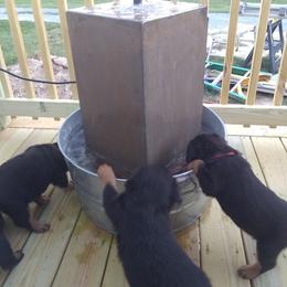 Rottweiler Puppies from Von Hause Sarjen