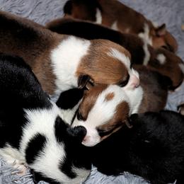 Pembroke Welsh Corgi Puppies from Northwynd Corgis