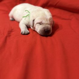 Green collar - Yellow male Labrador Retriever puppy in Buckeye, Arizona from Wranglin Farms