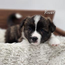River - Brindle and white male American Corgi puppy in Concrete, Washington from Wigglebutts American Corgis