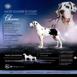 Chrome - Great Dane