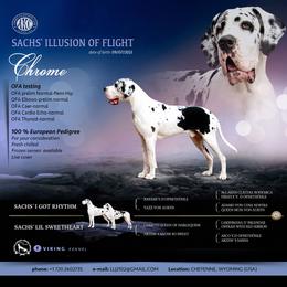 Chrome - Great Dane