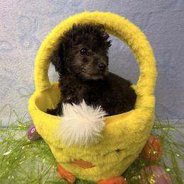 Tails - Black male Poodle puppy in Palm Coast, Florida from Fiesta Pups
