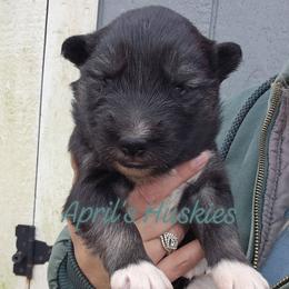 Boy 1 - Agouti and white male Siberian Husky puppy in Terre Haute, Indiana from April's Huskies