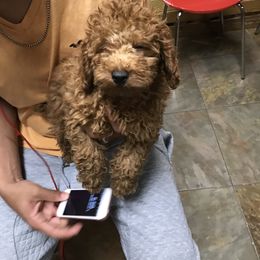 Cockapoo and Poodle Puppies from Nikol Nik