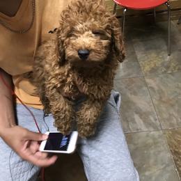 Cockapoo and Poodle Puppies from Nikol Nik