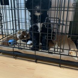 Goldendoodle Puppies from FamilyLoved Doodles