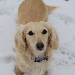Marshmallow - Dachshund