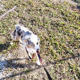 Libby - Miniature Australian Shepherd