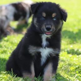 Nice Cube - Black tri-color male Australian Shepherd puppy in Nicholasville, Indiana from Sugar Creek Aussies