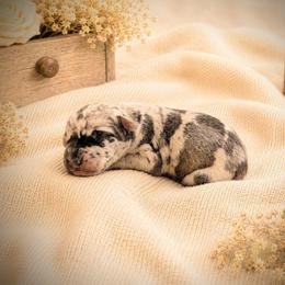 Loreth - Harlequin female Great Dane puppy in Citra, Florida from AEW Farm