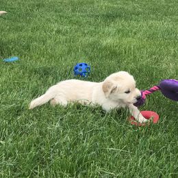 Bowie- Red - Light golden Golden Retriever puppy in Webster City, Iowa from Whispering Pines Precious Puppies