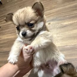 Ledge - Fawn brindled black male Chihuahua puppy in Sherwood, Arkansas from Bartelt Breeders