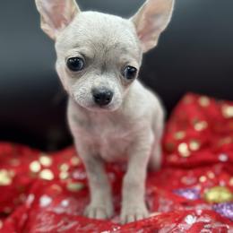Hawk - Merle male Chihuahua puppy in Lee Center, New York from Alfheim-Andromeda Chihuahua's (A &A's)