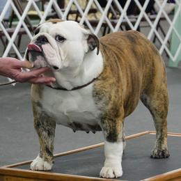 Bulldog All Grown Up from Toadhall Bulldogs