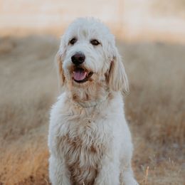 Molly - Goldendoodle