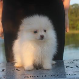 Lilith - Cream female Pomeranian puppy in Andrews, South Carolina from Purple Diamonds Kennel