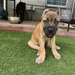 Nacho - Fawn male Cane Corso puppy in Dunnellon, Florida from High Royal Kennel