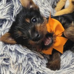 Yorkshire Terrier Puppies from Mike's Yorkies