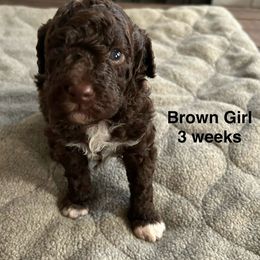 Brown - Brown Lagotto Romagnolo puppy in Sacramento, California from Innamorati Lagotti