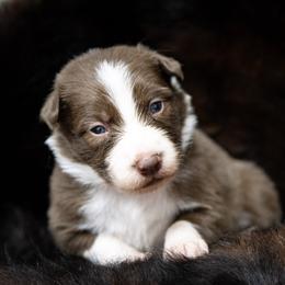Girl 3 Purple Collar - White and red female Border Collie puppy in Shelbyville, Tennessee from C Horns Ranch Border Collies