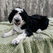 Blue Bonnet - White and black female Bordoodle puppy in Elizabeth City, North Carolina from Howdy Doodles