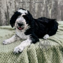 Blue Bonnet - White and black female Bordoodle puppy in Elizabeth City, North Carolina from Howdy Doodles