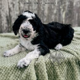 Blue Bonnet - White and black female Bordoodle puppy in Elizabeth City, North Carolina from Howdy Doodles