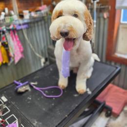 Huck - Goldendoodle