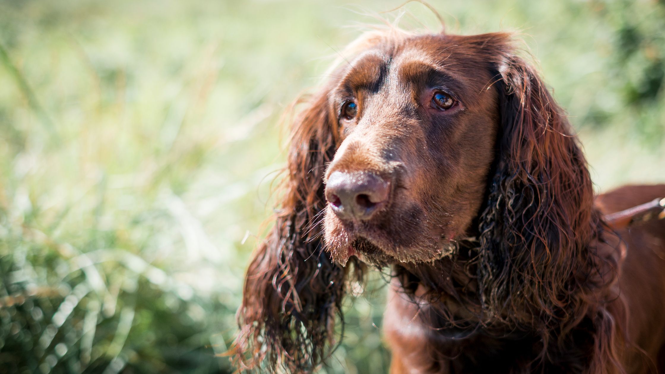 Field spaniels for sales sale near me