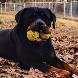 Rottweilers from Hanna Rottweilers