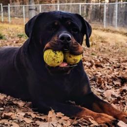 Rottweilers from Hanna Rottweilers