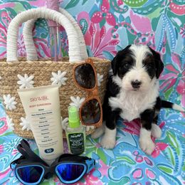 Florence - Tri-color female Bernedoodle puppy in Katy, Texas from Tails of Cypress