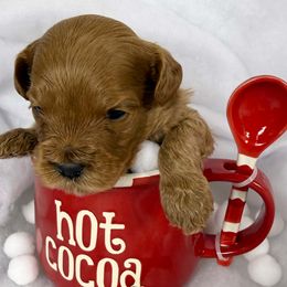 Boy 5 - Caramel red male Australian Labradoodle puppy in Easley, South Carolina from Royal Diamond Labradoodles